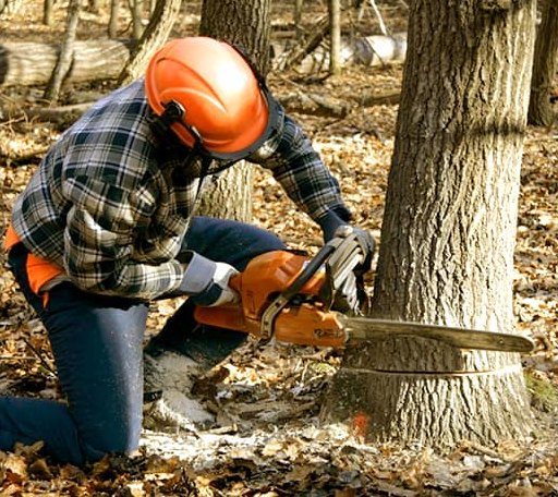 Tree Removal in Buffalo, IL